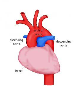 Aorta with Heart